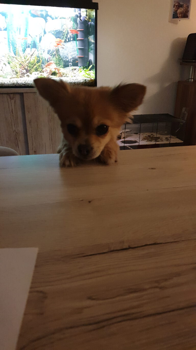 Tiere